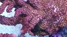 ProCorals Rainbow Acro