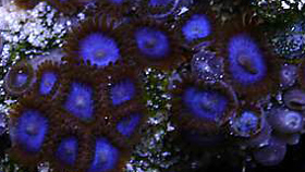 Tubs Blue Zoas